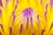 Beatiful lotus pollen