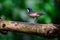 Beatiful male Slaty-blue Flycatcher