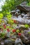 Beatiful nature and red rowan berries in the Harz mountains