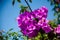 Beatiful pink flowers and sky