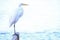 Beatiful portrait close up of Great egret, Egretta Alba, in the Pantanal, Porto Jofre, Mato Grosso Do Sul, Brazil