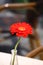 Beatiful red flower in a glass vase