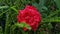 Beatiful red roses flower with green leaf