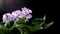 Beatiful violet flowers in pot rotating in black studio.