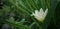 Beatiful white flower with green leaf and blur background