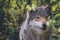 Beatiful Wolf/Canis Lupus portrait in nature with blurry green background.