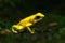 Beatiful yellow frog posing