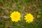 Beatiful Yellow Hypochaeris Radicata Flower (Hairy Cats Ear)