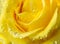 Beatiful yellow rose with water drops