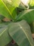 Beatifull green banana tree/plant  in garden