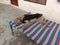 A beatifull Greyhound breed dog named DP sleeping