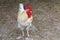 The beatong hen in farm at thailand