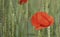 Beatuiful Papaver in a corn field