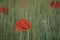 Beatuiful Papaver in a corn field