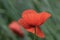 Beatuiful Poppy with Rain Drops in front of a Background of blurred green Grass