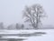 Beatuiful willow tree in the frozen winter marsh in the Flemish countryside