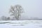 Beatuiful willow tree in the winter marsh in the Flemish countryside