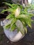 beatuliful houseplant golden dracena in white vase, focus on foreground