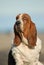 Beatutiful Basset Hound Purebred dog