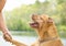 Beatutiful, brown, pitbull looking up with paw in hand of owner