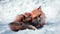 The Beaty Fox in Snow