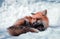 The Beaty Fox in Snow