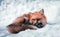 The Beaty Fox in Snow
