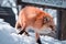 The Beaty Fox in Snow