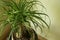 The Beaucarnea Recurvata, also known as Ponytail Palm, or Nolina