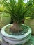 Beaucarnea recurvata ponytail palm bonsai