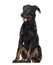 Beauceron 4 months old in front of a white background