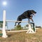 Beauceron in agility