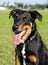 Beauceron / Australian Shepherd Dog Portrait the Park