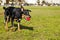 Beauceron / Australian Shepherd Dog with Toy at the Park