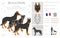 Beauceron clipart. Different coat colors and poses set