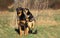 BEAUCERON DOG