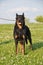 Beauceron dog