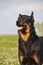 Beauceron dog