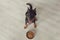 Beauceron dog against bowl with pedigree, top view