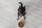 Beauceron dog against bowl with pedigree, top view