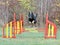 Beauceron dog on agility training