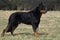 Beauceron Dog or Beauce Sheepdog, Male, Old Standard Breed with Cut Ears