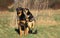 BEAUCERON DOG OR BEAUCE SHEEPDOG OLD STANDARD BREED WITH CUT EARS