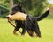 Beauceron dog defense