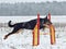 Beauceron dog jumping on agility training
