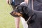 Beauceron dog living in belgium