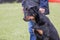 Beauceron dog living in belgium