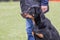 Beauceron dog living in belgium