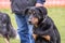 Beauceron dog living in belgium