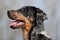 Beauceron puppy head from profile